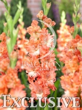 FRIZZLED CORAL LACE