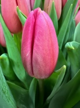Айс Пінк 'Ace Pink'
