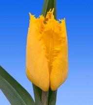 Єллоу Фабіо 'Yellow Fabio'