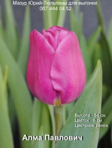 Алма Павлович