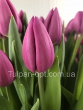 Амадеа (Amedea)