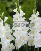 AMSTERDAM 'Амстердам'