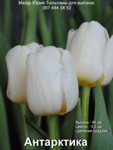 Антарктика