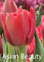 Азия Бюти Asian Beauty