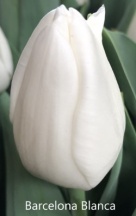 Барселона Бланка 11/12