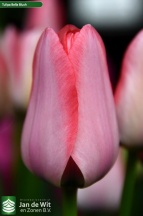 Белла Блаш 'Bella Blush'