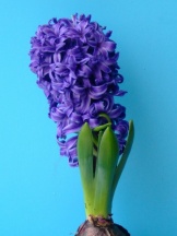 Гіацинт Блю Перл