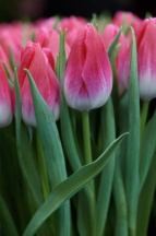 Болроял Пинк