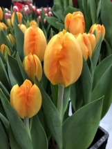 Брайт сайд /Bright Side/