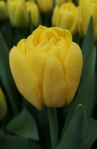 Каденза 'Cadenza'