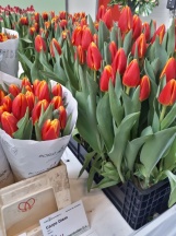 Карпе Дием /Carpe Diem/