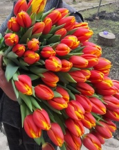 Каунтдаун 'Countdown'