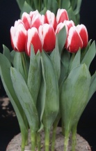 Де Дайк 'De Dijk'