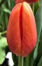 Дельта Шторм