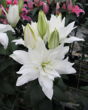 Double Dutch Crystal