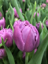 Дабл Прайс Double Price