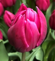 Дабл Принцес /Double Princess/