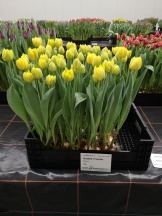 Дабл Трабл 'Double Trouble'