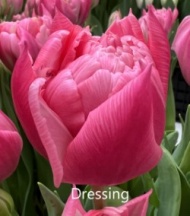 Дресинг Dressing