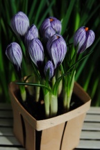 Крокус Пиквик 10+