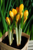 Крокус Йеллоу 10+