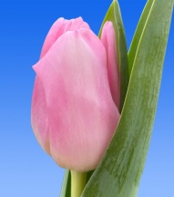 Датч Делайт 'Dutch Delight'