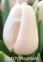 Датч Маунтин 'Dutch Mountain'