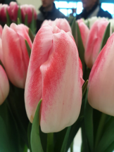 Датч Перл 'Dutch Pearl'