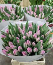 Датч Бюти Dutch Beauty