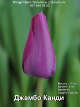 Джамбо Канди