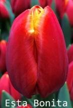 Эста Бонита 'Esta Bonita'