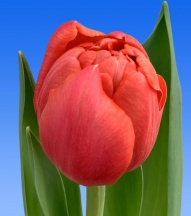 Етшед Салмон 'Etched Salmon'