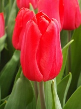 Фирст стар First Star