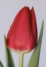 Ферст Дейт 'First Date'