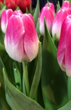 Флоренсе /Florence/