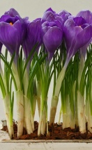 Фловер Рекорд 10+