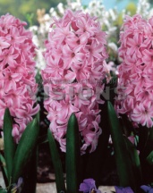 Гіацинт Фондант