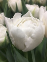 Форталеза Fortaleza