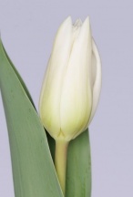 Фрівілер 'Freewheeler'