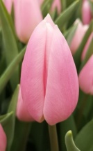 Габріелла 'Gabriella'