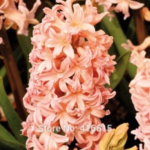 Джипси Квин