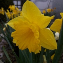 Голден Харверст