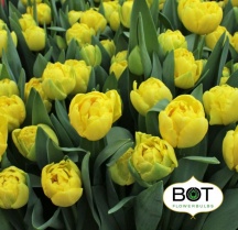 Голден Джевел 