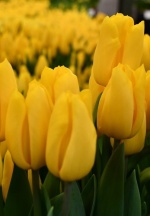 Голден Пауер 'Golden Power'