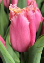 Хартбит /Heartbeat/