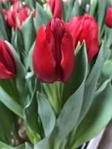 Хартбрикер 'Heartbreaker'