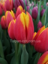 Хени Ван де Мост