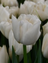 Айсберг 'Iceberg'