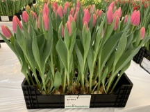 Джестрим Jetstream