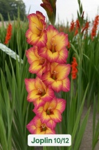 Joplin 'Джоплін'